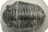 Large Phacopid (Drotops) Trilobite - Multi-Toned Shell Color #235808-3